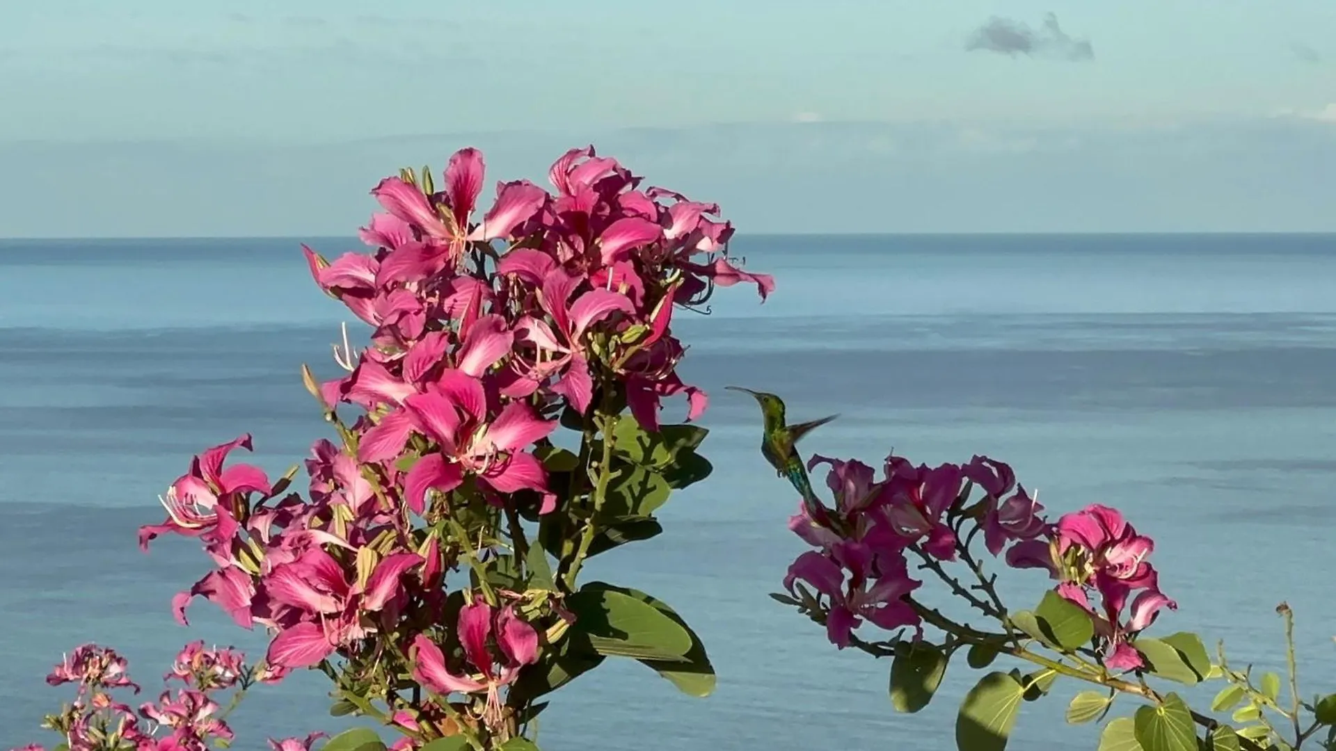 Infinity Luxury Villa - Stunning Sea And Piton Views Soufrière